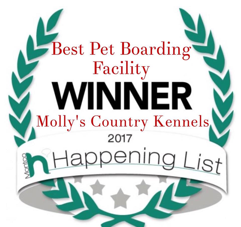 Best Pet Boarding Facility, Mollys Country Kennels, Happening List