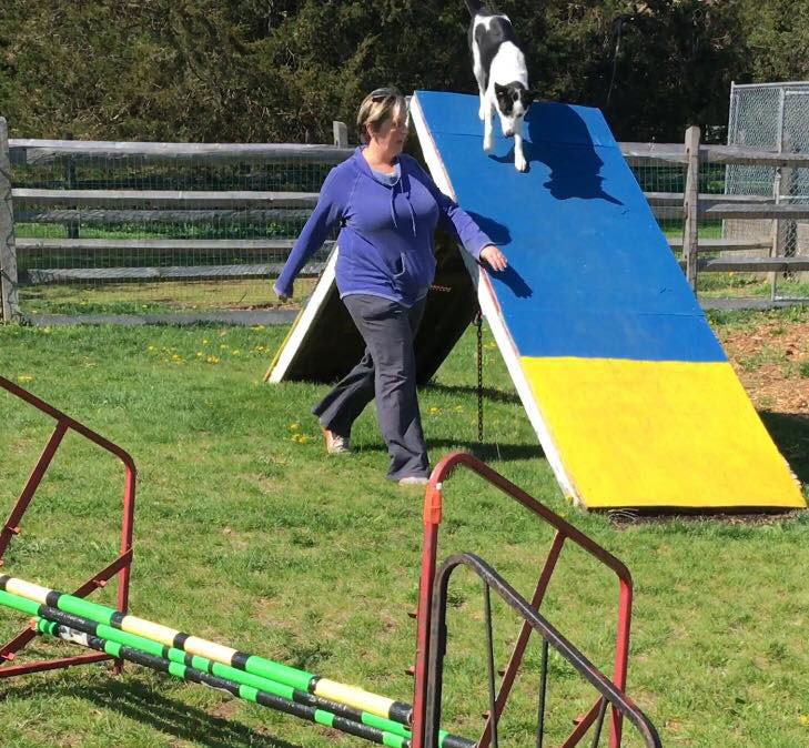 Mollys Country Kennels Agility Training 20