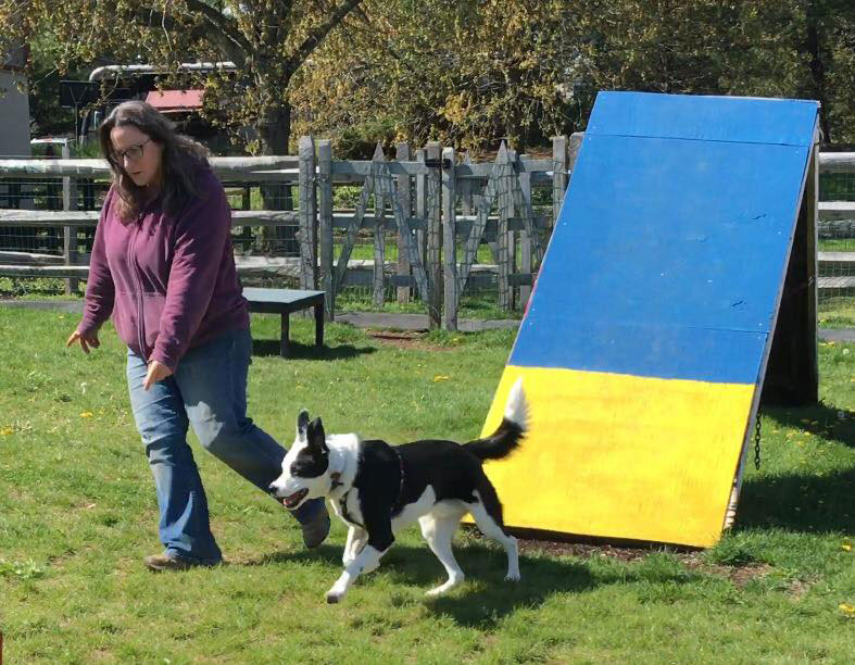 Mollys Country Kennels Agility Training 21