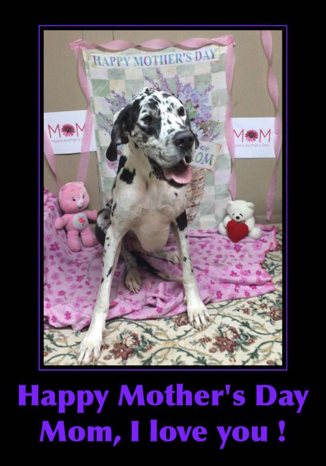 Mollys Country Kennels Mothers Day