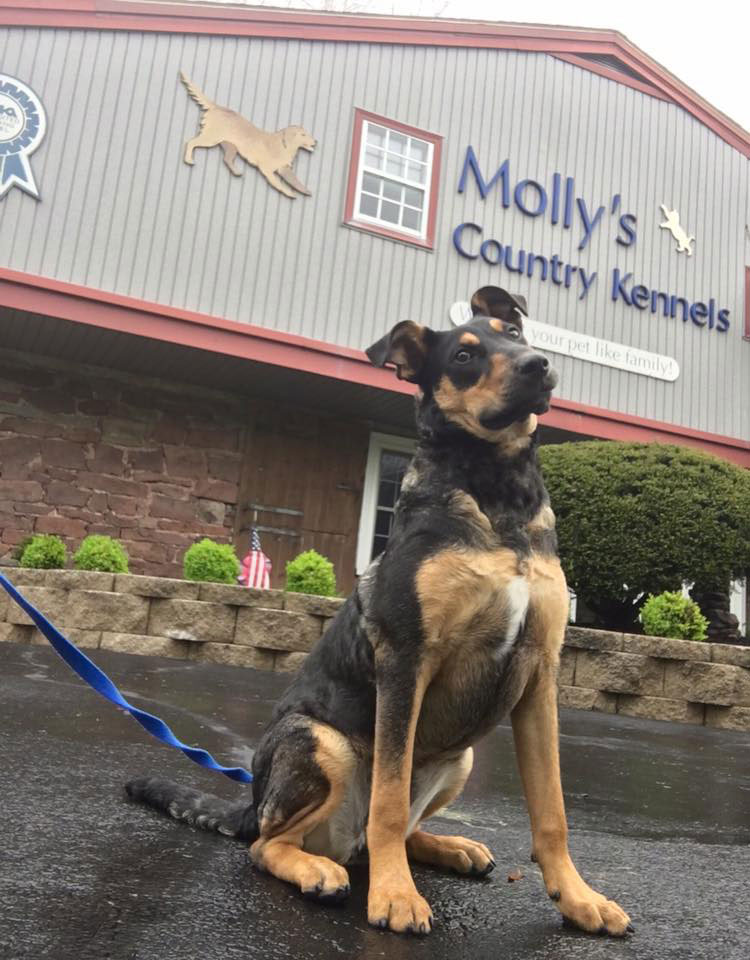 Mollys Country Kennels Obedience Training 4