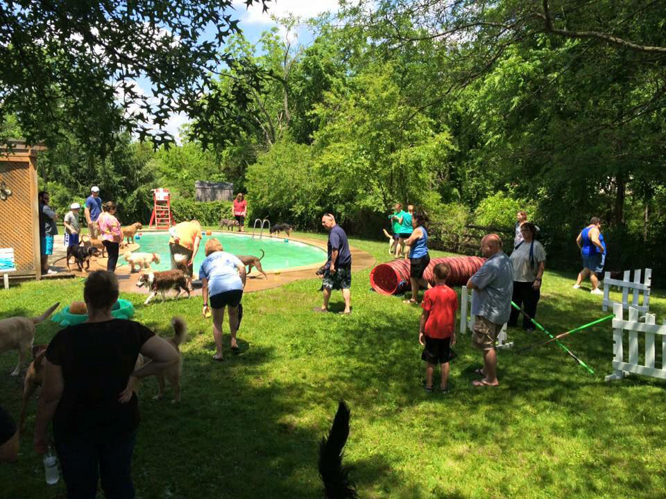 Mollys Country Kennels Splashfest