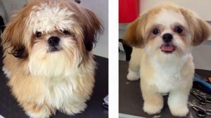 Grooming At Mollys  