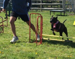 Mollys Country Kennels Agility Training 10