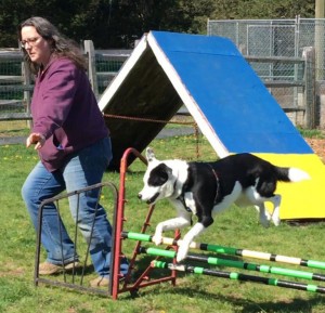 Mollys Country Kennels Agility Training 11