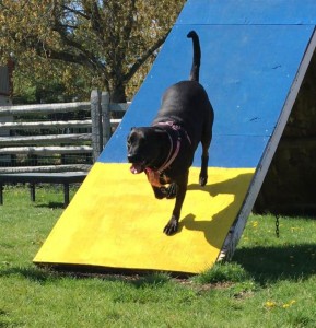 Mollys Country Kennels Agility Training 13