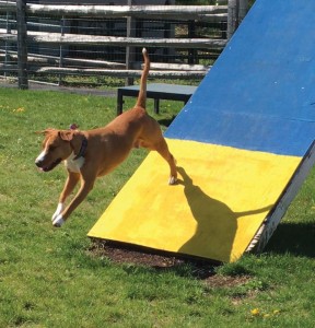 Mollys Country Kennels Agility Training 14
