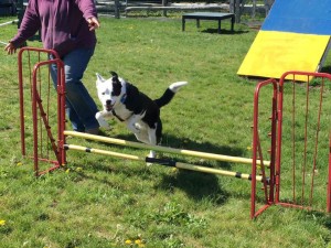 Mollys Country Kennels Agility Training 15