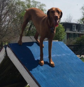 Mollys Country Kennels Agility Training 16