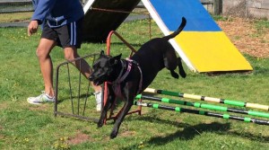 Mollys Country Kennels Agility Training 17