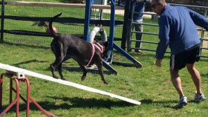 Mollys Country Kennels Agility Training 18
