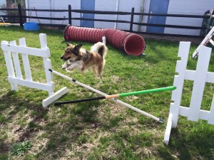 Mollys Country Kennels Agility Training 2