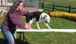 Mollys Country Kennels Agility Training 22