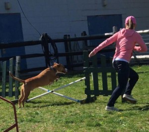 Mollys Country Kennels Agility Training 24