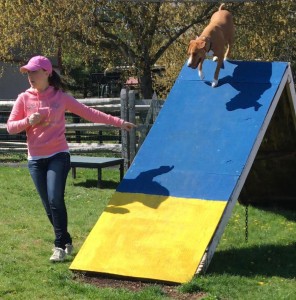 Mollys Country Kennels Agility Training 9