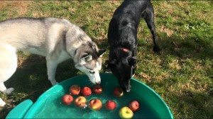 Mollys Country Kennels Country Day School 1