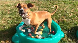 Mollys Country Kennels Country Day School 10