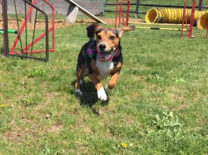 Mollys Country Kennels Country Day School 47