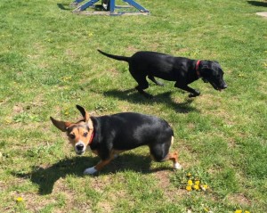 Mollys Country Kennels Country Day School 58