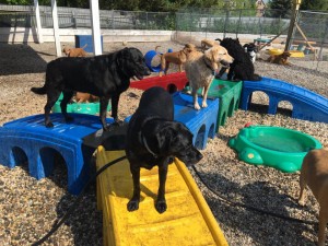 Mollys Country Kennels Country Day School 68