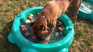 Mollys Country Kennels Country Day School 7