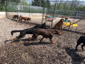 Mollys Country Kennels Country Day School 71
