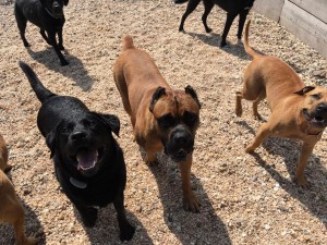 Mollys Country Kennels Country Day School 73