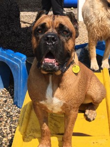 Mollys Country Kennels Country Day School 74