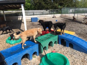 Mollys Country Kennels Country Day School 75