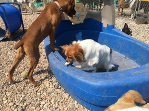 Mollys Country Kennels Country Day School 76