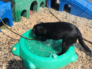 Mollys Country Kennels Country Day School 77