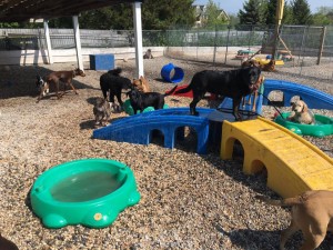 Mollys Country Kennels Country Day School 78