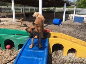 Mollys Country Kennels Country Day School 79