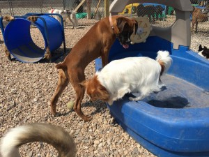 Mollys Country Kennels Country Day School 80