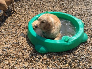 Mollys Country Kennels Country Day School 81 