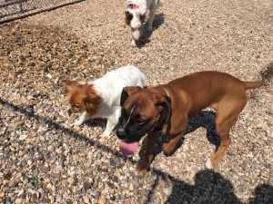 Mollys Country Kennels Country Day School 82 