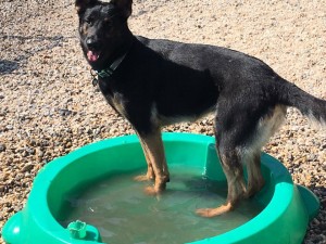 Mollys Country Kennels Country Day School 83 