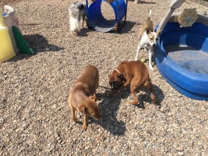 Mollys Country Kennels Country Day School 85 
