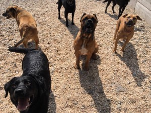 Mollys Country Kennels Country Day School 86 