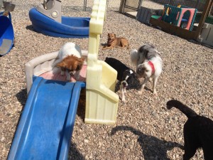 Mollys Country Kennels Country Day School 87 
