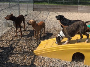 Mollys Country Kennels Country Day School 88 