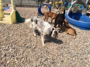 Mollys Country Kennels Country Day School 89 
