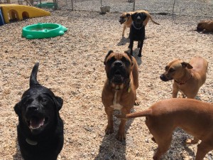 Mollys Country Kennels Country Day School 90 