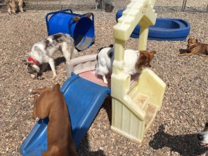 Mollys Country Kennels Country Day School 92 