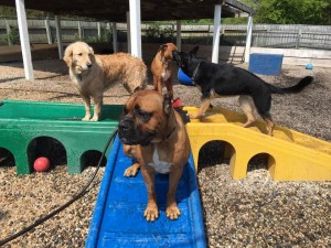 Mollys Country Kennels Country Day School 93 
