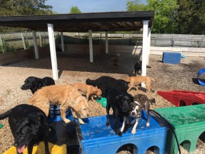 Mollys Country Kennels Country Day School 94 