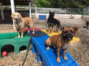 Mollys Country Kennels Country Day School 95 