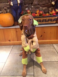 Mollys Country Kennels Halloween 2