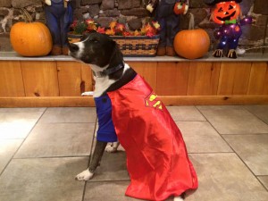 Mollys Country Kennels Halloween 3