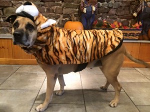 Mollys Country Kennels Halloween 9